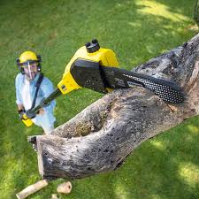 Best Tree Removal  in Pauls Valley, OK