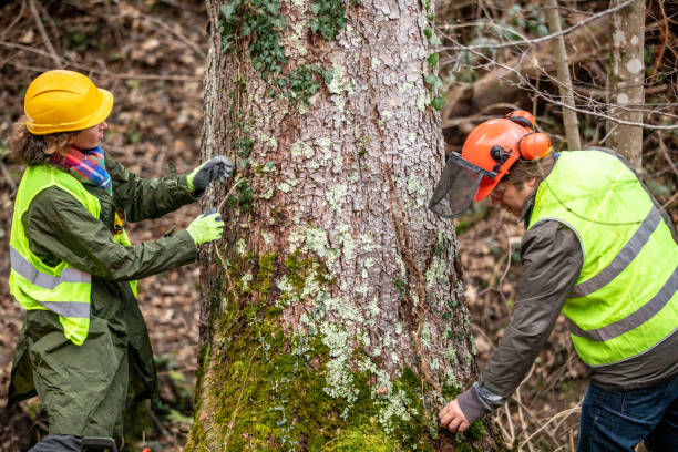 Best Tree Health Inspection  in Pauls Valley, OK